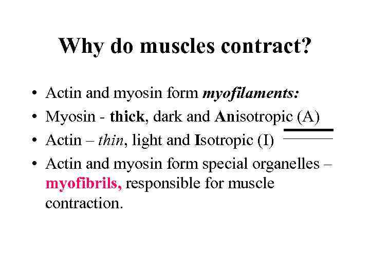 Why do muscles contract? • • Actin and myosin form myofilaments: Myosin - thick,