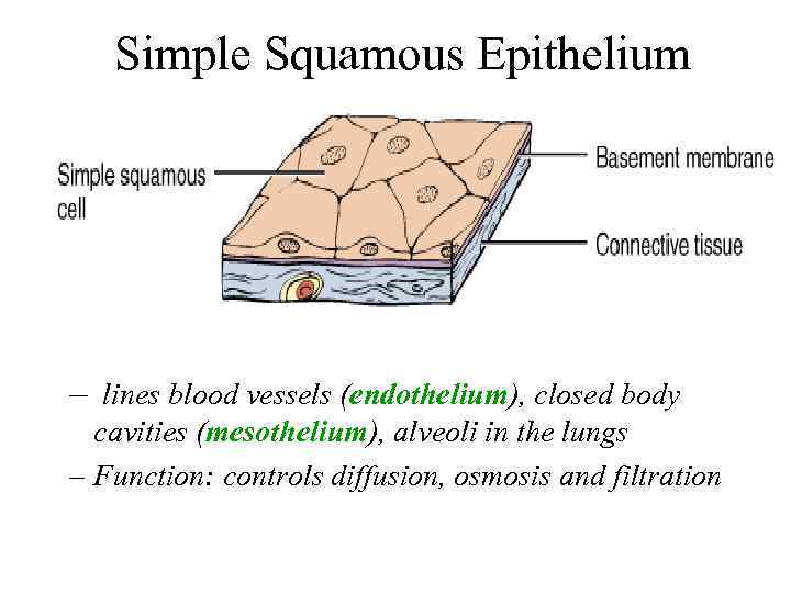 Simple Squamous Epithelium – lines blood vessels (endothelium), closed body cavities (mesothelium), alveoli in