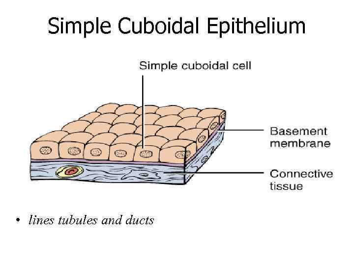 Simple Cuboidal Epithelium • lines tubules and ducts 