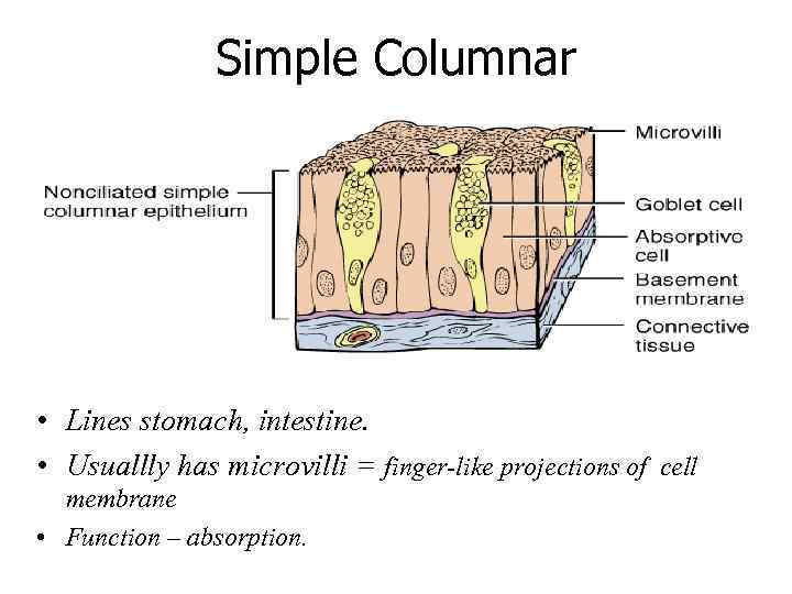 Simple Columnar • Lines stomach, intestine. • Usuallly has microvilli = finger-like projections of