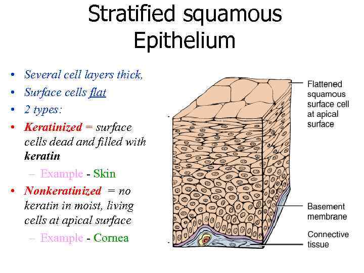 Stratified squamous Epithelium • • Several cell layers thick, Surface cells flat 2 types: