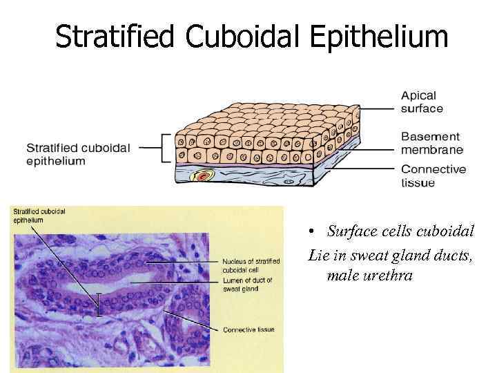 Stratified Cuboidal Epithelium • Surface cells cuboidal Lie in sweat gland ducts, male urethra