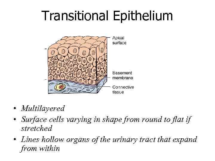 Transitional Epithelium • Multilayered • Surface cells varying in shape from round to flat