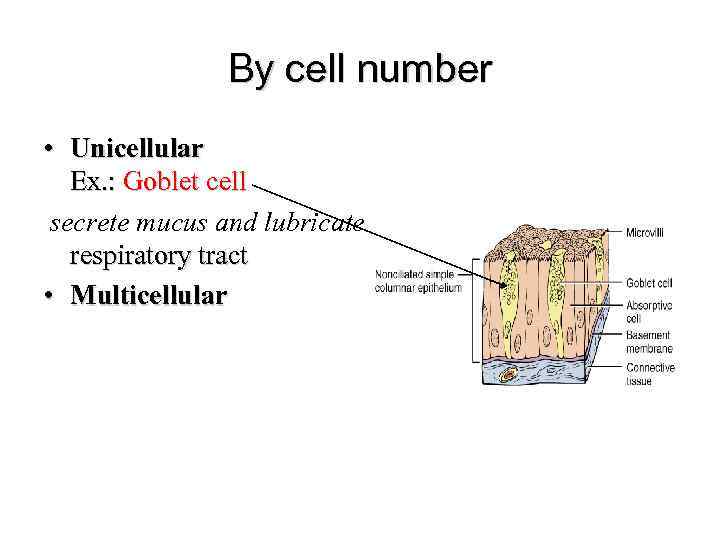 By cell number • Unicellular Ex. : Goblet cell secrete mucus and lubricate small