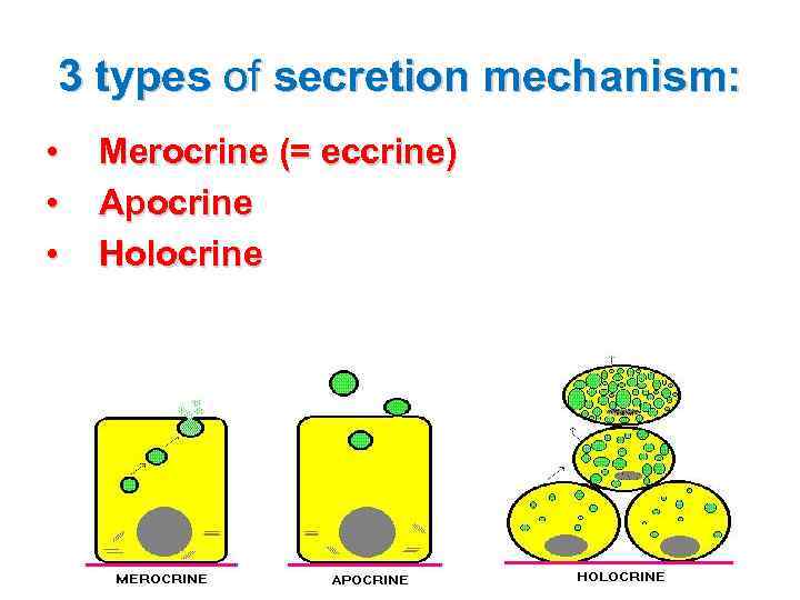 3 types of secretion mechanism: • • • Merocrine (= eccrine) Apocrine Holocrine 