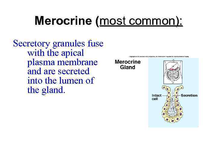 Merocrine (most common): Secretory granules fuse with the apical plasma membrane and are secreted