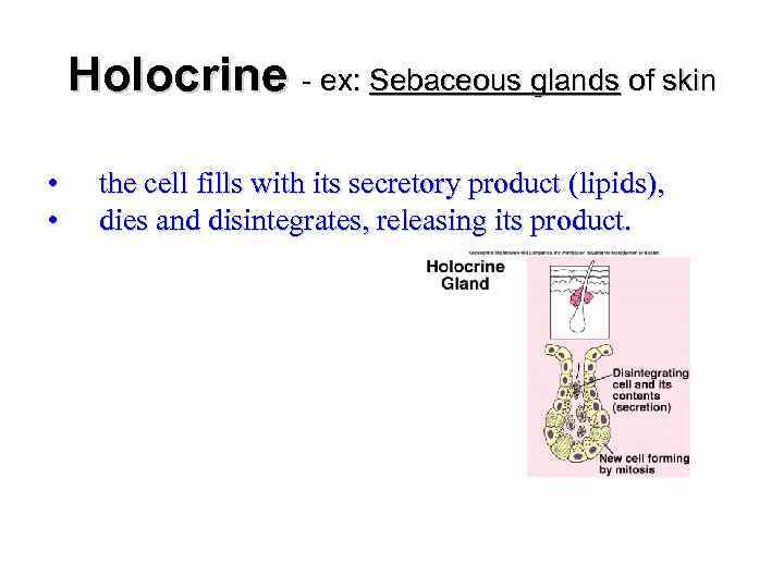 Holocrine - ex: Sebaceous glands of skin • • the cell fills with its