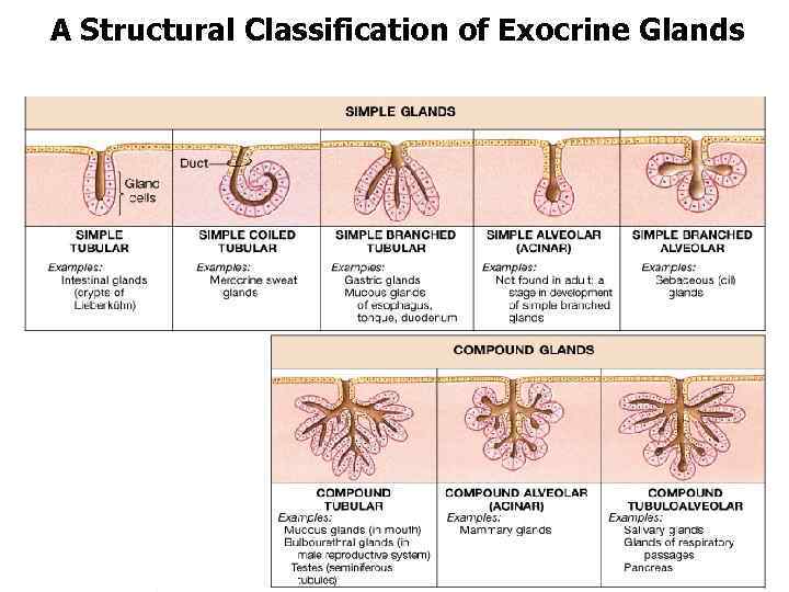 A Structural Classification of Exocrine Glands 