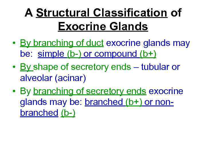 A Structural Classification of Exocrine Glands • By branching of duct exocrine glands may