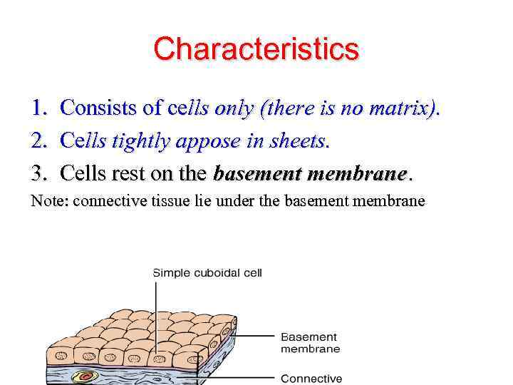 Characteristics 1. Consists of cells only (there is no matrix). 2. Cells tightly appose