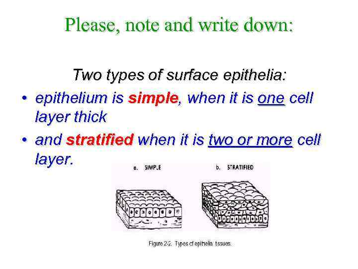 Please, note and write down: • • Two types of surface epithelia: epithelium is