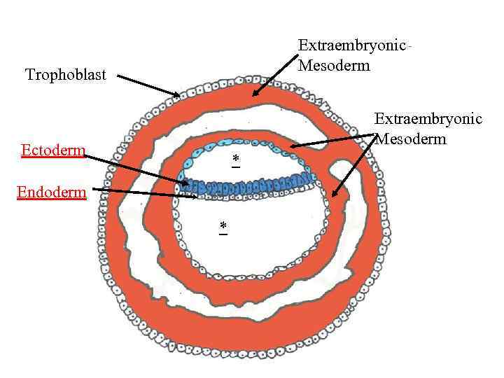 Extraembryonic Mesoderm Trophoblast Extraembryonic Mesoderm Ectoderm * Endoderm * 