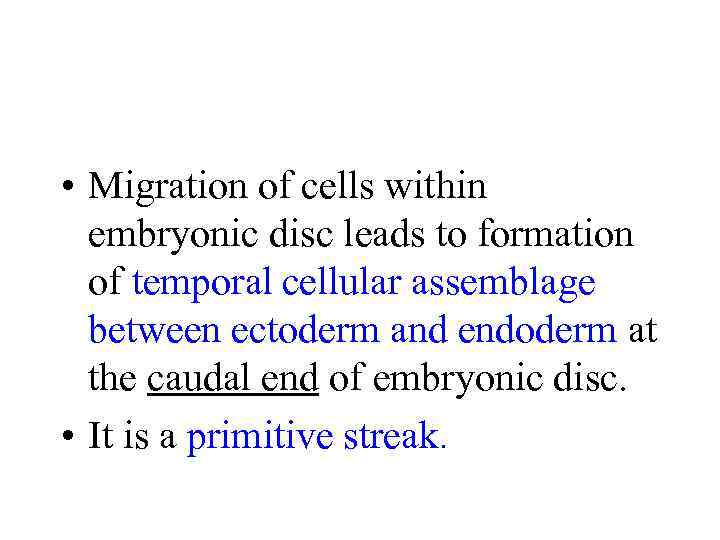  • Migration of cells within embryonic disc leads to formation of temporal cellular