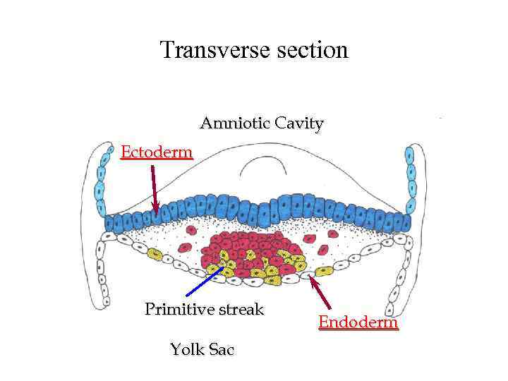 Transverse section Amniotic Cavity Ectoderm Primitive streak Yolk Sac Endoderm 