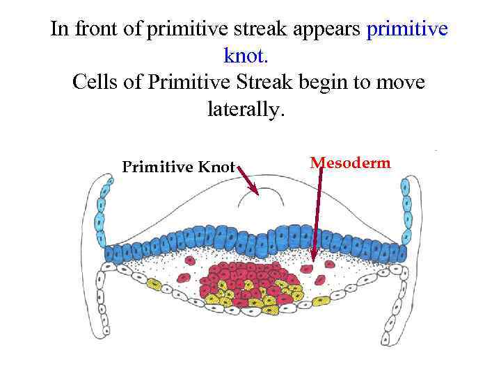 In front of primitive streak appears primitive knot. Cells of Primitive Streak begin to