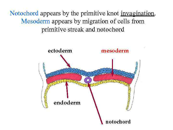 Notochord appears by the primitive knot invagination. Mesoderm appears by migration of cells from