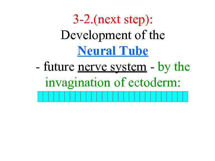 3 -2. (next step): Development of the Neural Tube - future nerve system -