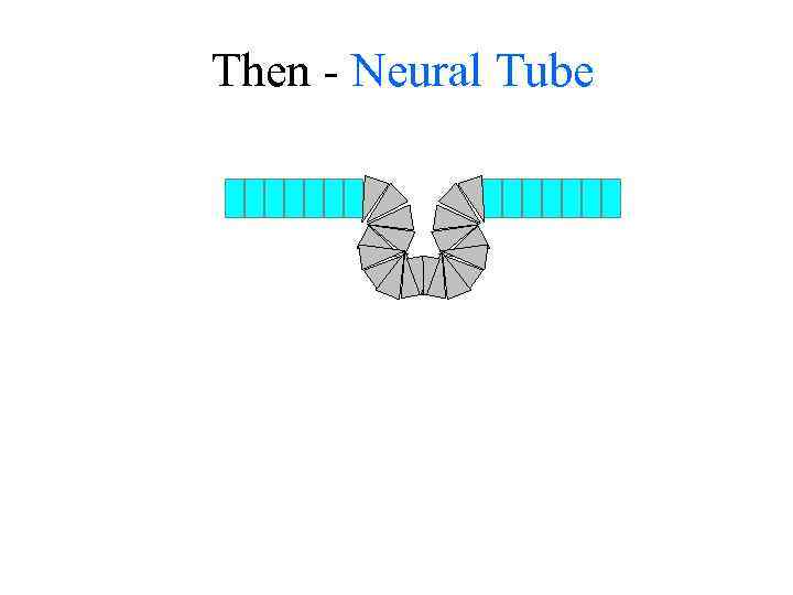 Then - Neural Tube 