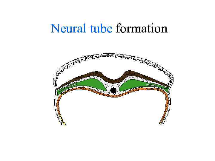 Neural tube formation 