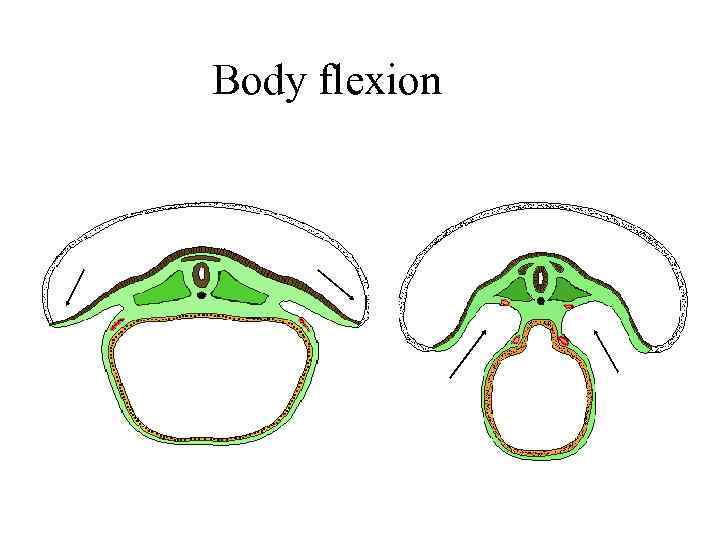 Body flexion 