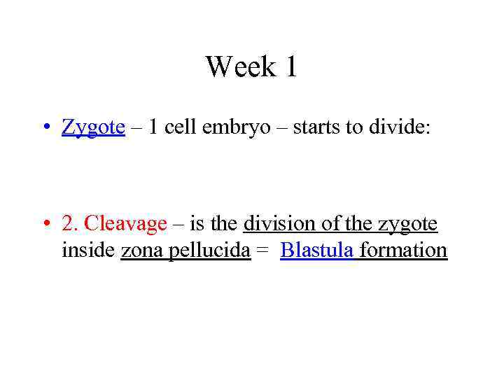 Week 1 • Zygote – 1 cell embryo – starts to divide: • 2.