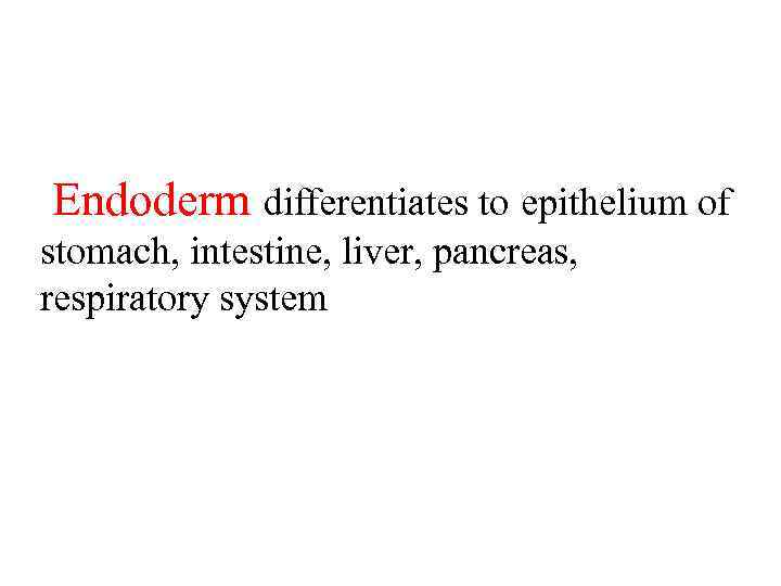 Endoderm differentiates to epithelium of stomach, intestine, liver, pancreas, respiratory system 