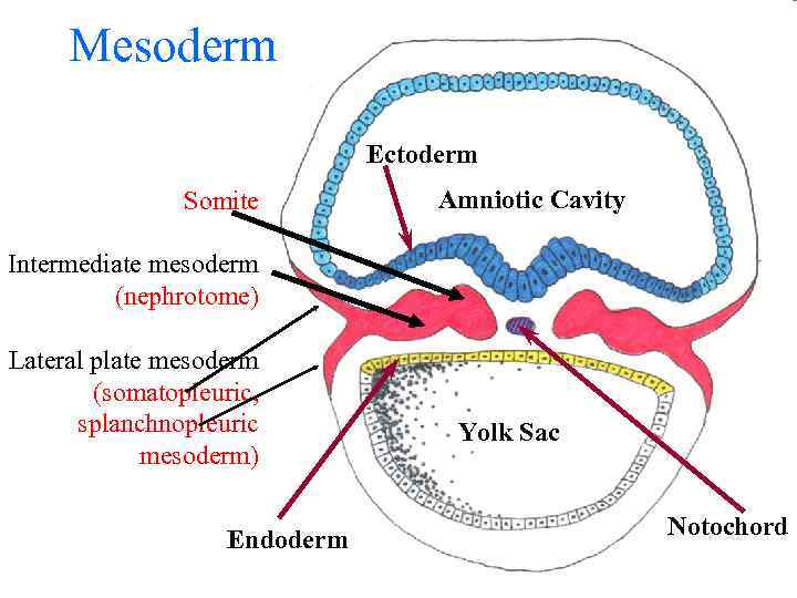 Mesoderm Ectoderm Somite Amniotic Cavity Intermediate mesoderm (nephrotome) Lateral plate mesoderm (somatopleuric, splanchnopleuric mesoderm)