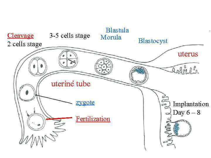 Cleavage 2 cells stage 3 -5 cells stage Blastula Morula . Blastocyst uterus .