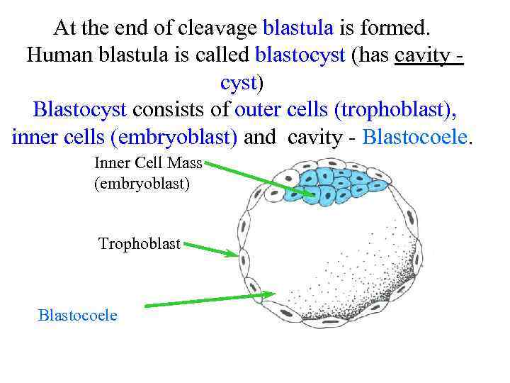 At the end of cleavage blastula is formed. Human blastula is called blastocyst (has