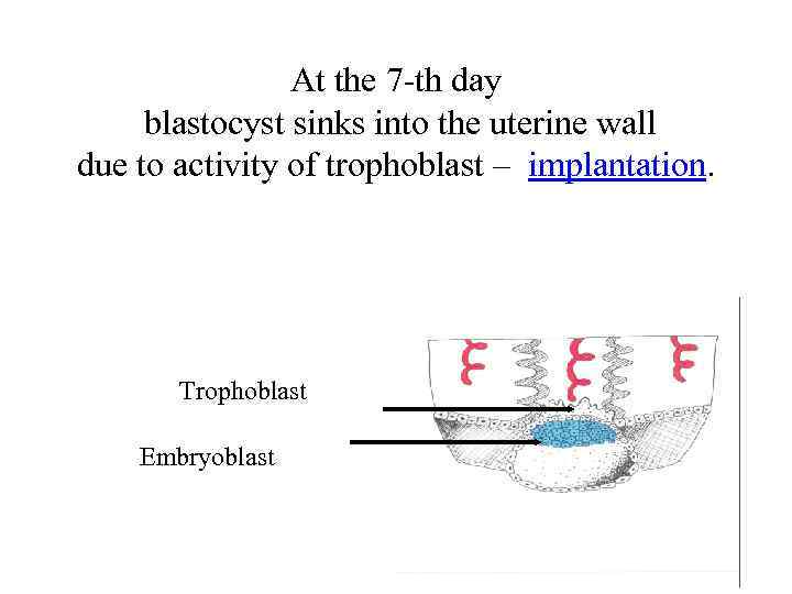 At the 7 -th day blastocyst sinks into the uterine wall due to activity