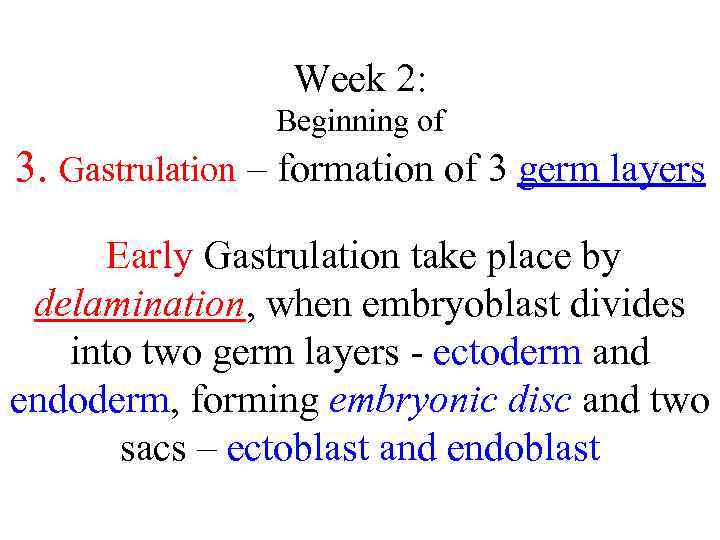 Week 2: Beginning of 3. Gastrulation – formation of 3 germ layers Early Gastrulation