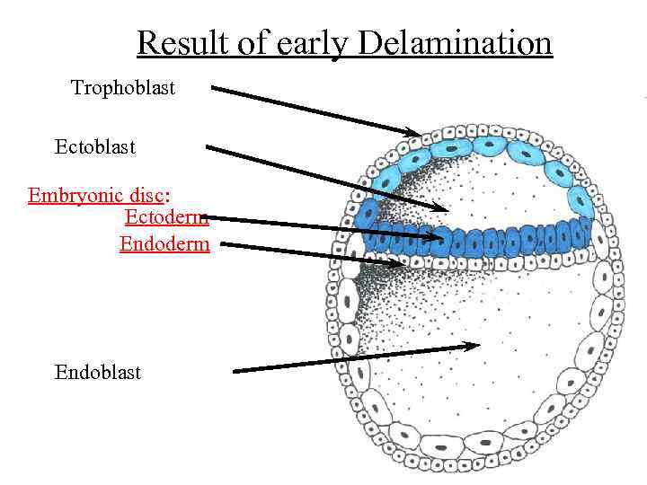 Result of early Delamination Trophoblast Ectoblast Embryonic disc: Ectoderm Endoblast 