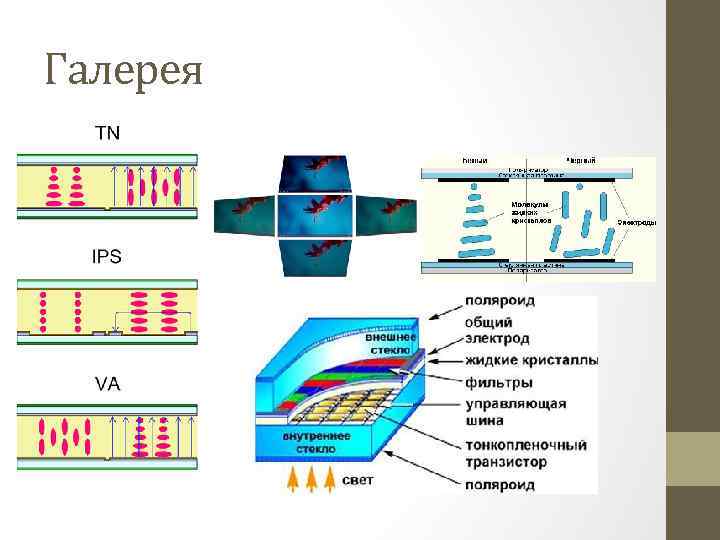 Презентация на тему дисплей их эволюция направления развития