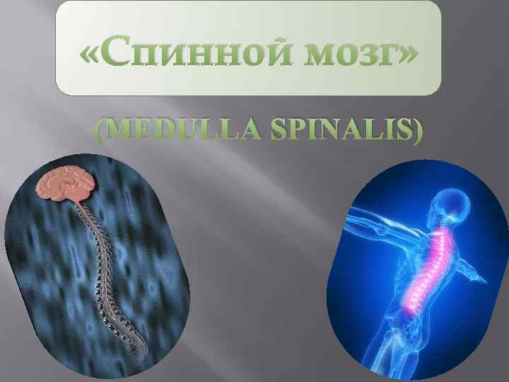  «Спинной мозг» (MEDULLA SPINALIS) 