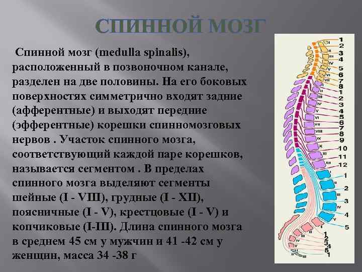 СПИННОЙ МОЗГ Спинной мозг (medulla spinalis), расположенный в позвоночном канале, разделен на две половины.