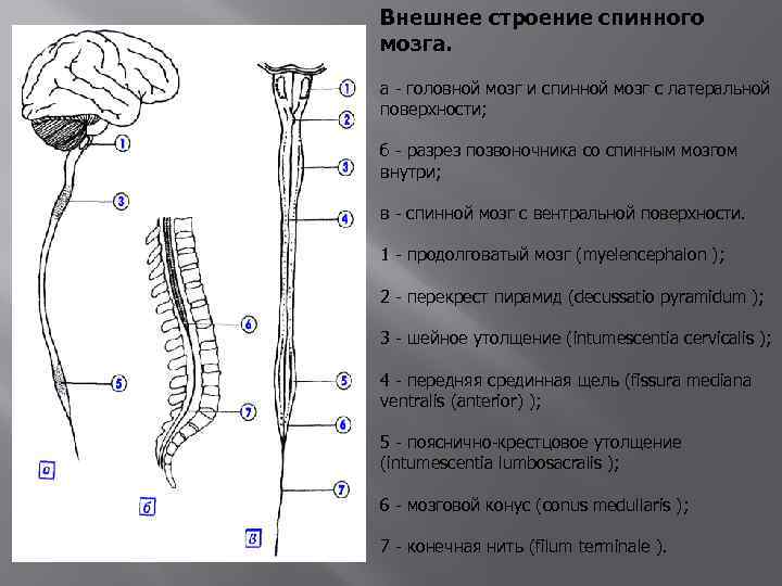 Внешнее строение спинного мозга. а - головной мозг и спинной мозг с латеральной поверхности;