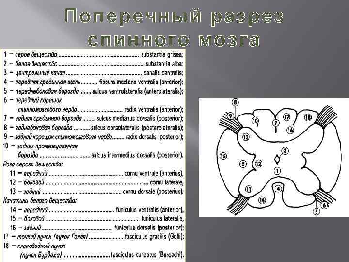 Поперечный разрез спинного мозга 