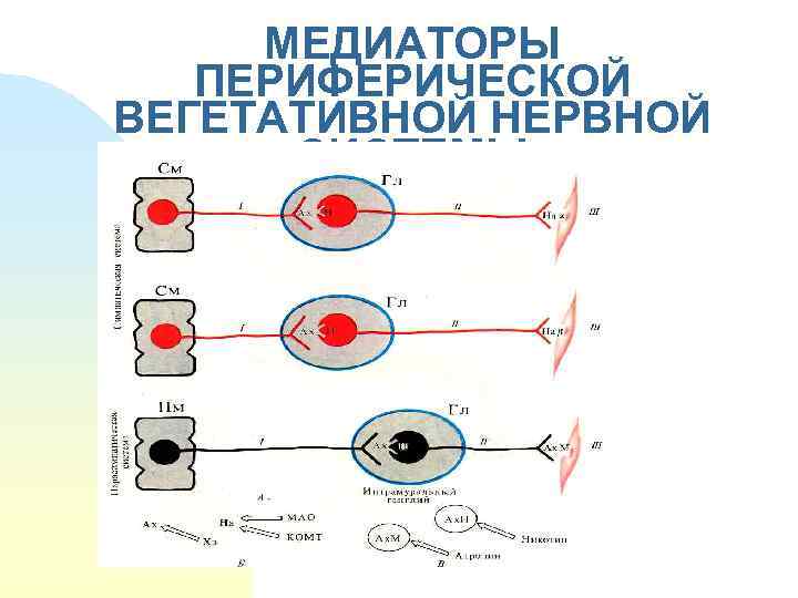 МЕДИАТОРЫ ПЕРИФЕРИЧЕСКОЙ ВЕГЕТАТИВНОЙ НЕРВНОЙ СИСТЕМЫ 