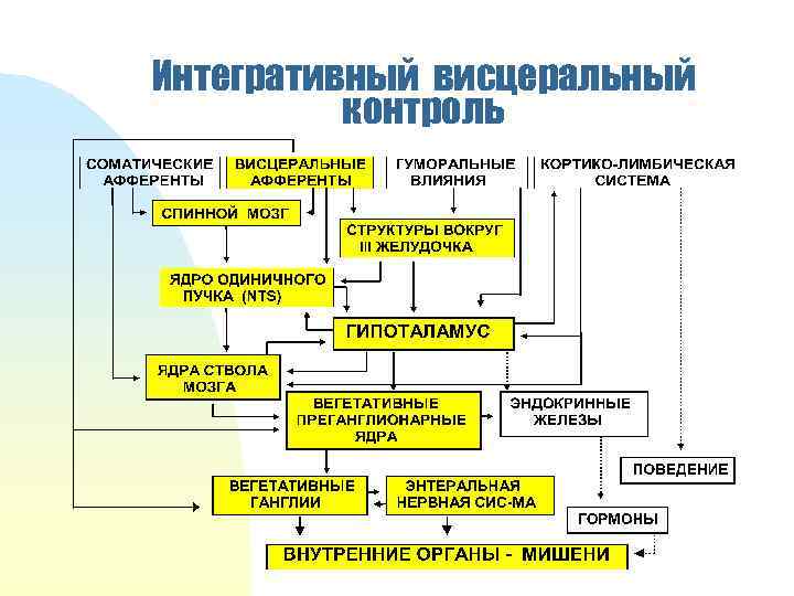 Интегративный висцеральный контроль 
