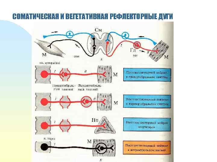 СОМАТИЧЕСКАЯ И ВЕГЕТАТИВНАЯ РЕФЛЕКТОРНЫЕ ДУГИ 