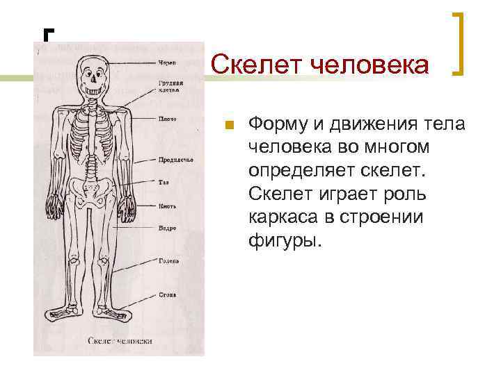 Скелет человека n Форму и движения тела человека во многом определяет скелет. Скелет играет