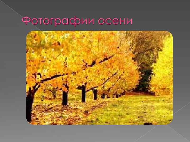 Фотографии осени 