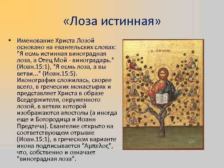  «Лоза истинная» • Именование Христа Лозой основано на евангельских словах: "Я есмь истинная