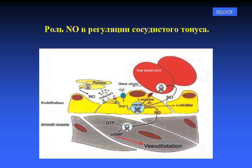 НЦ ССХ Роль NO в регуляции сосудистого тонуса. 