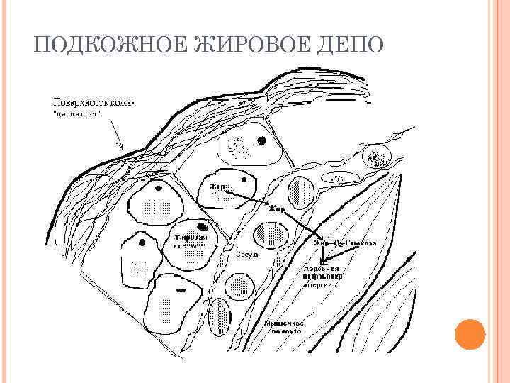 ПОДКОЖНОЕ ЖИРОВОЕ ДЕПО 