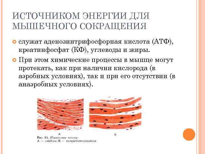 ИСТОЧНИКОМ ЭНЕРГИИ ДЛЯ МЫШЕЧНОГО СОКРАЩЕНИЯ служат аденозинтрифосфорная кислота (АТФ), креатинфосфат (КФ), углеводы и жиры.