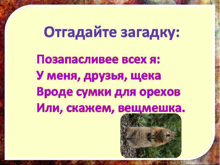 Отгадайте загадку: Позапасливее всех я: У меня, друзья, щека Вроде сумки для орехов Или,