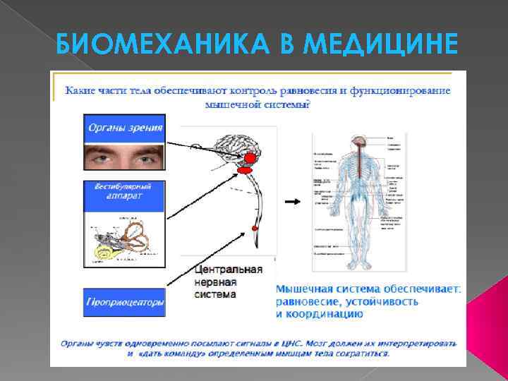 БИОМЕХАНИКА В МЕДИЦИНЕ 