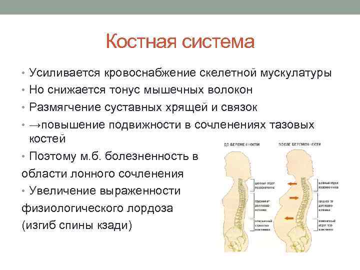 Костная система • Усиливается кровоснабжение скелетной мускулатуры • Но снижается тонус мышечных волокон •