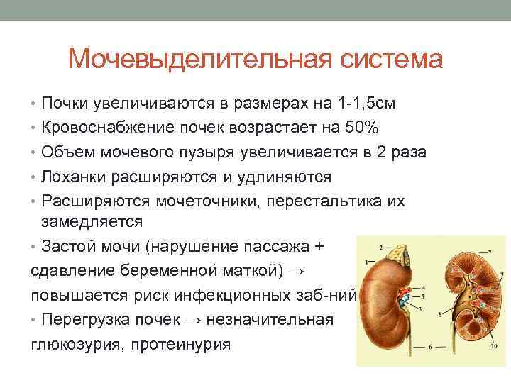 Мочевыделительная система • Почки увеличиваются в размерах на 1 -1, 5 см • Кровоснабжение